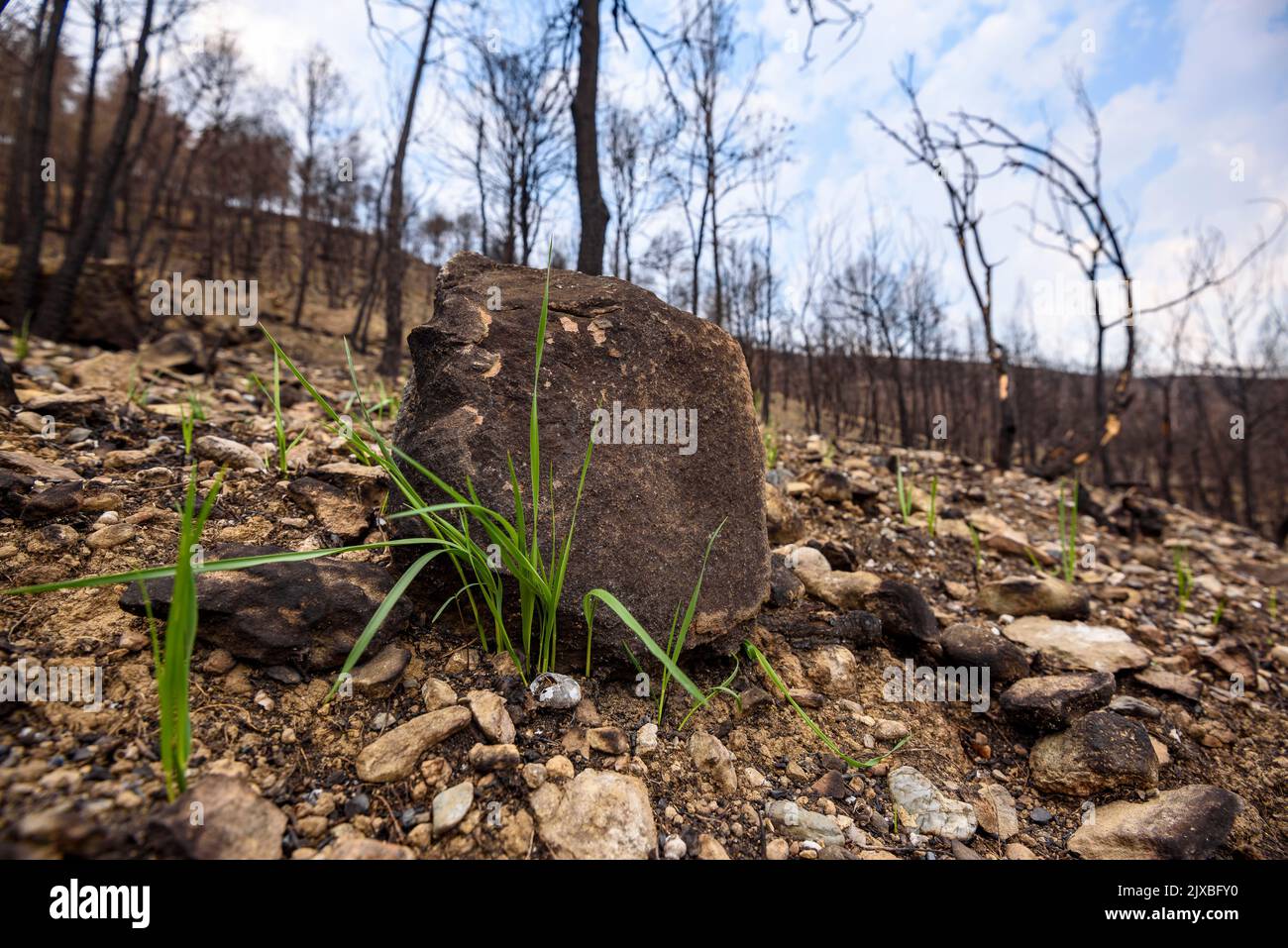 Tubs (Zinken auf katalanisch) und das Flequer-Tal nach dem Brand der Pont de Vilomara von 2022 im Naturpark Sant Llorenç del Munt i l'Obac Katalonien Spanien Stockfoto