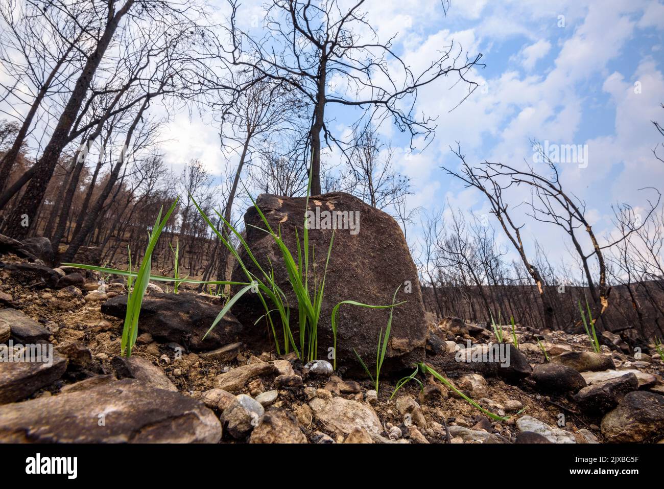 Tubs (Zinken auf katalanisch) und das Flequer-Tal nach dem Brand der Pont de Vilomara von 2022 im Naturpark Sant Llorenç del Munt i l'Obac Katalonien Spanien Stockfoto
