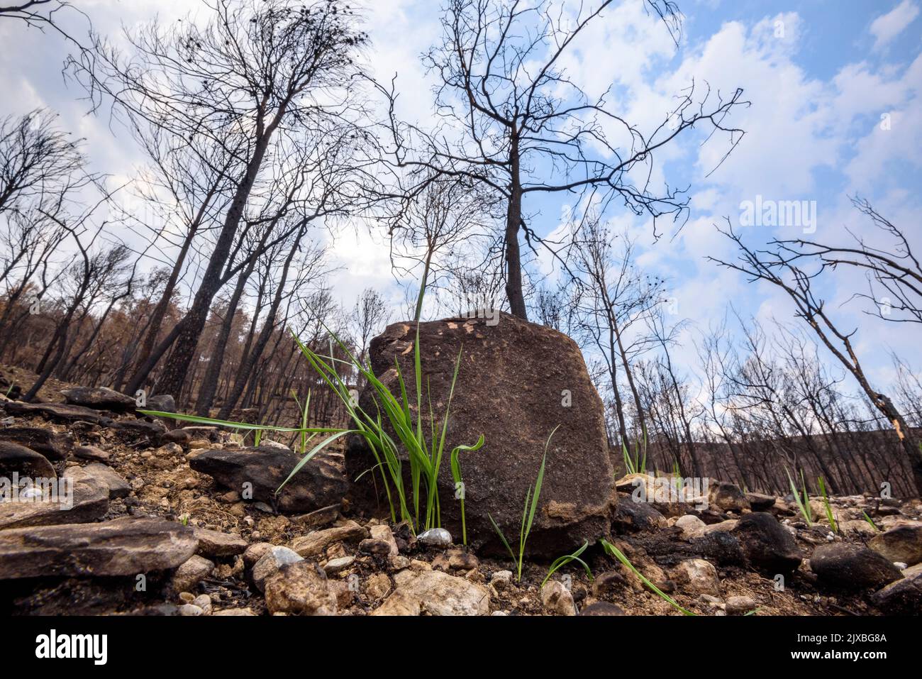 Tubs (Zinken auf katalanisch) und das Flequer-Tal nach dem Brand der Pont de Vilomara von 2022 im Naturpark Sant Llorenç del Munt i l'Obac Katalonien Spanien Stockfoto