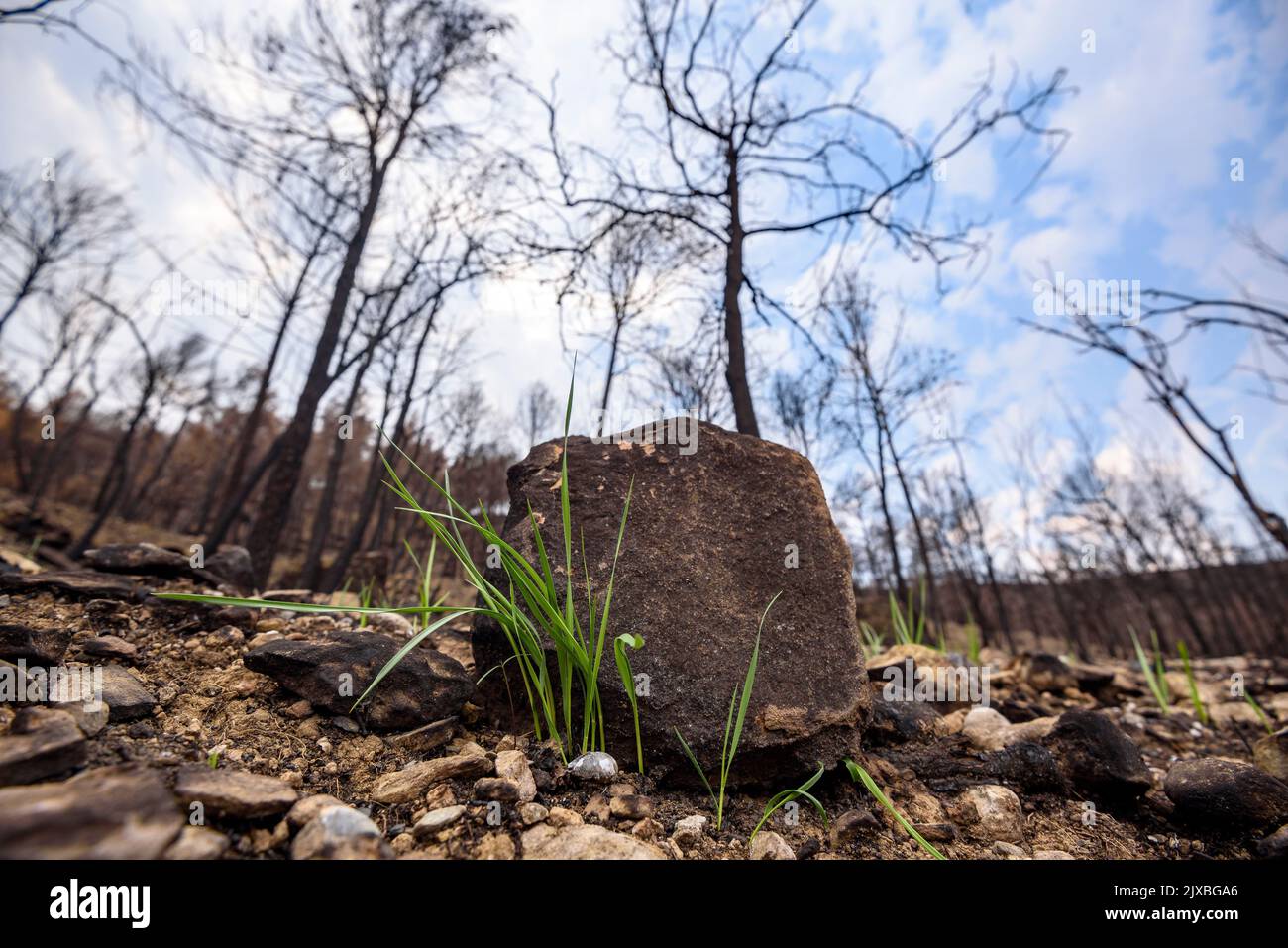 Tubs (Zinken auf katalanisch) und das Flequer-Tal nach dem Brand der Pont de Vilomara von 2022 im Naturpark Sant Llorenç del Munt i l'Obac Katalonien Spanien Stockfoto