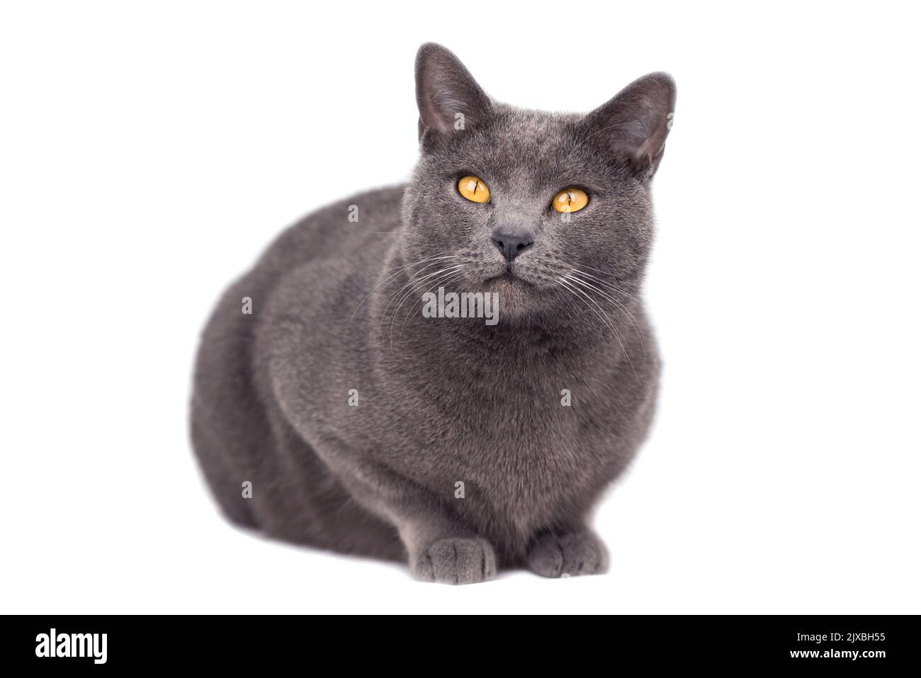 Portait von Chartreux Katze isoliert auf weißem Hintergrund Stockfoto