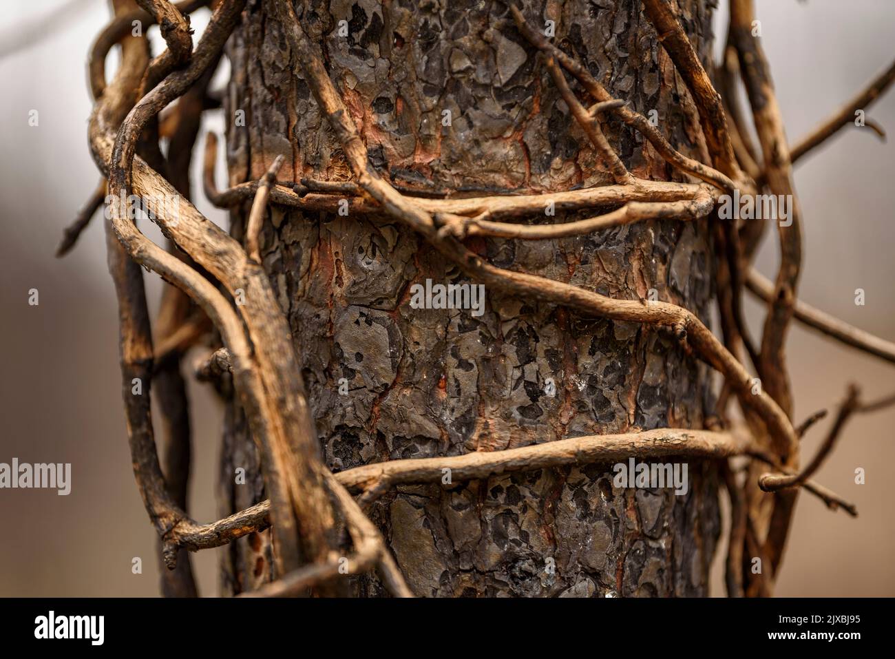Tubs (Zinken auf katalanisch) und das Flequer-Tal nach dem Brand der Pont de Vilomara von 2022 im Naturpark Sant Llorenç del Munt i l'Obac Katalonien Spanien Stockfoto