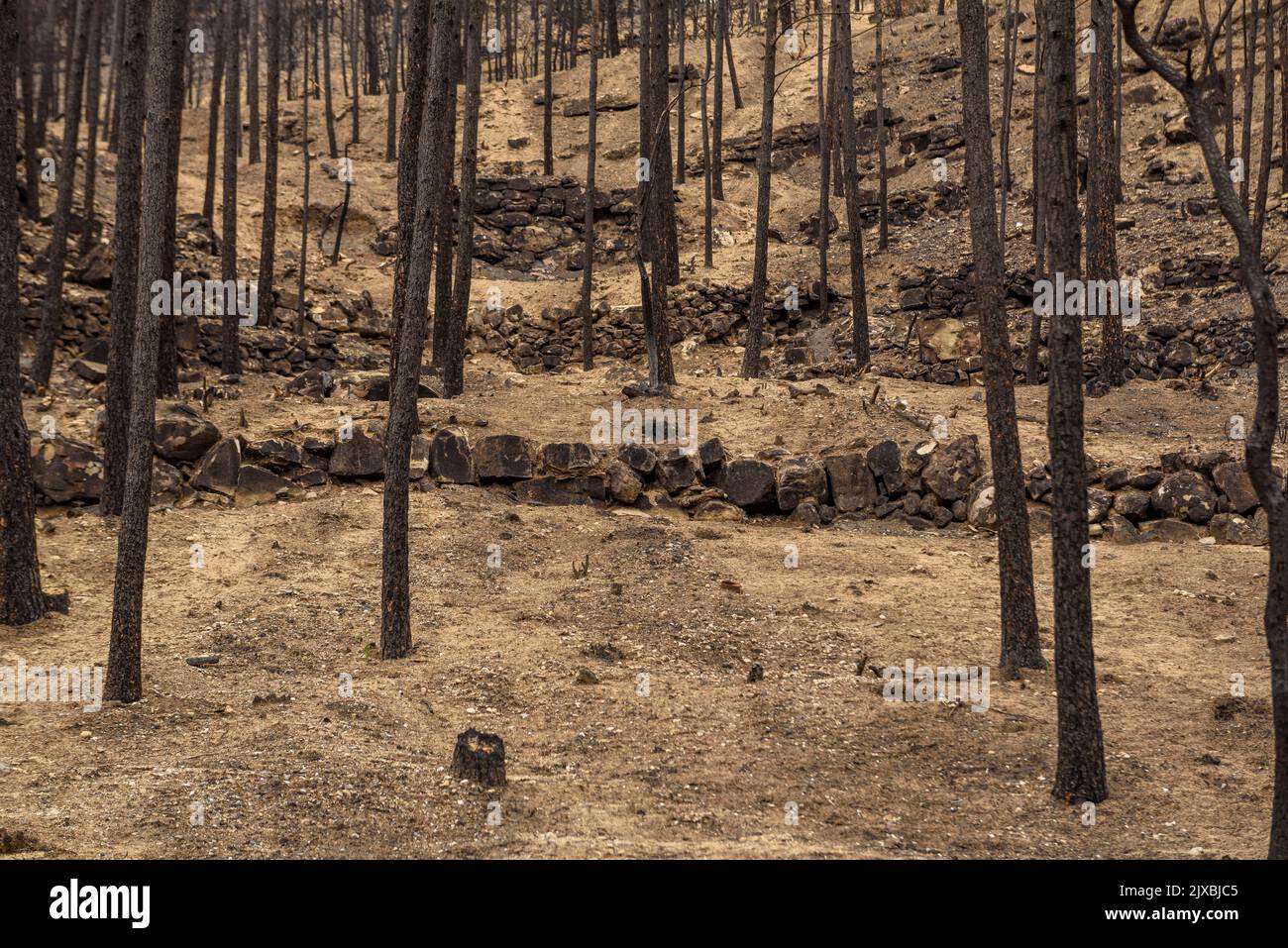 Tubs (Zinken auf katalanisch) und das Flequer-Tal nach dem Brand der Pont de Vilomara von 2022 im Naturpark Sant Llorenç del Munt i l'Obac Katalonien Spanien Stockfoto