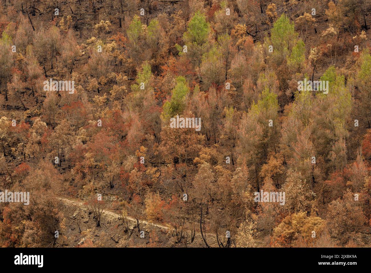 Tubs (Zinken auf katalanisch) und das Flequer-Tal nach dem Brand der Pont de Vilomara von 2022 im Naturpark Sant Llorenç del Munt i l'Obac Katalonien Spanien Stockfoto