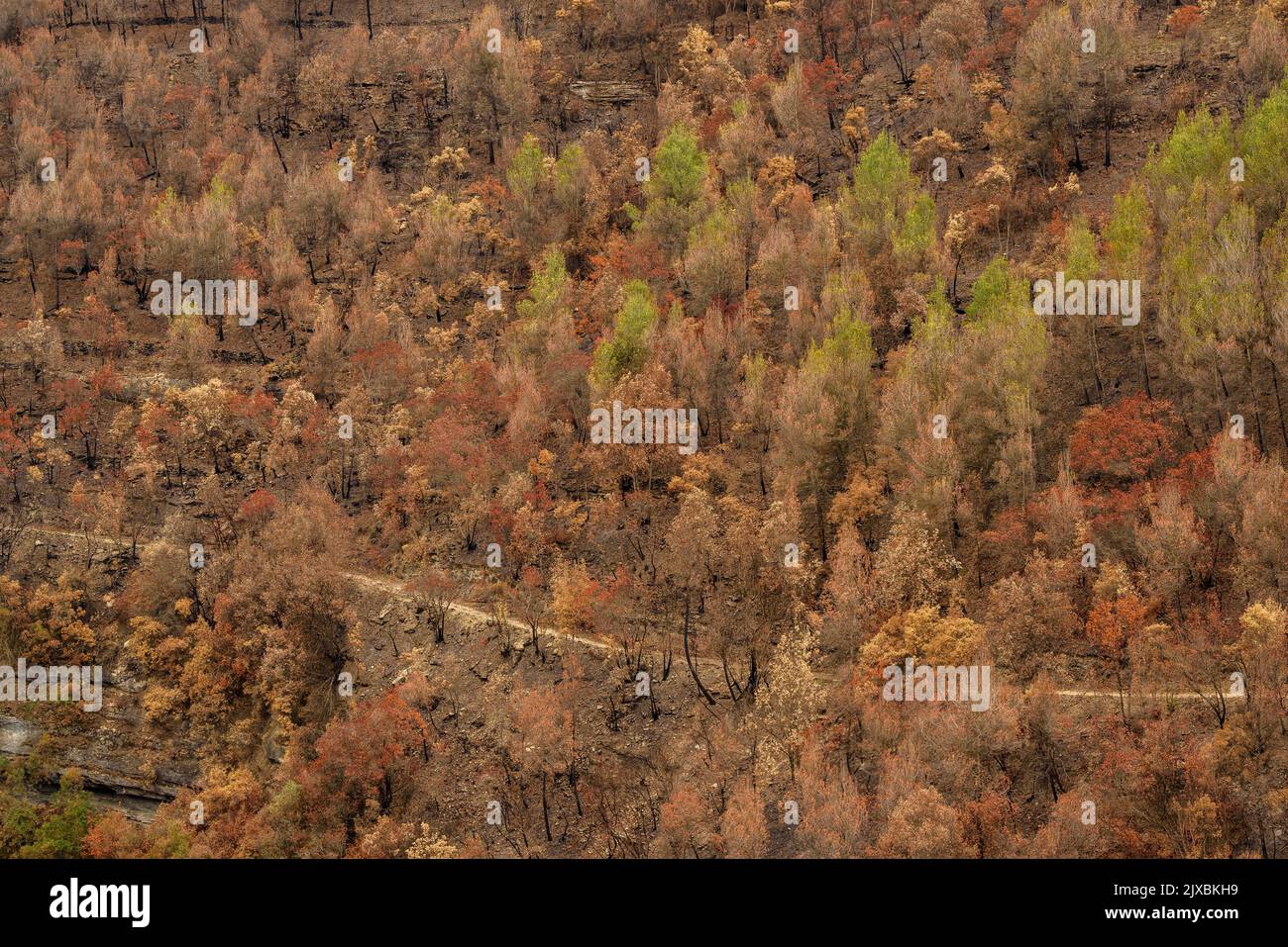 Tubs (Zinken auf katalanisch) und das Flequer-Tal nach dem Brand der Pont de Vilomara von 2022 im Naturpark Sant Llorenç del Munt i l'Obac Katalonien Spanien Stockfoto