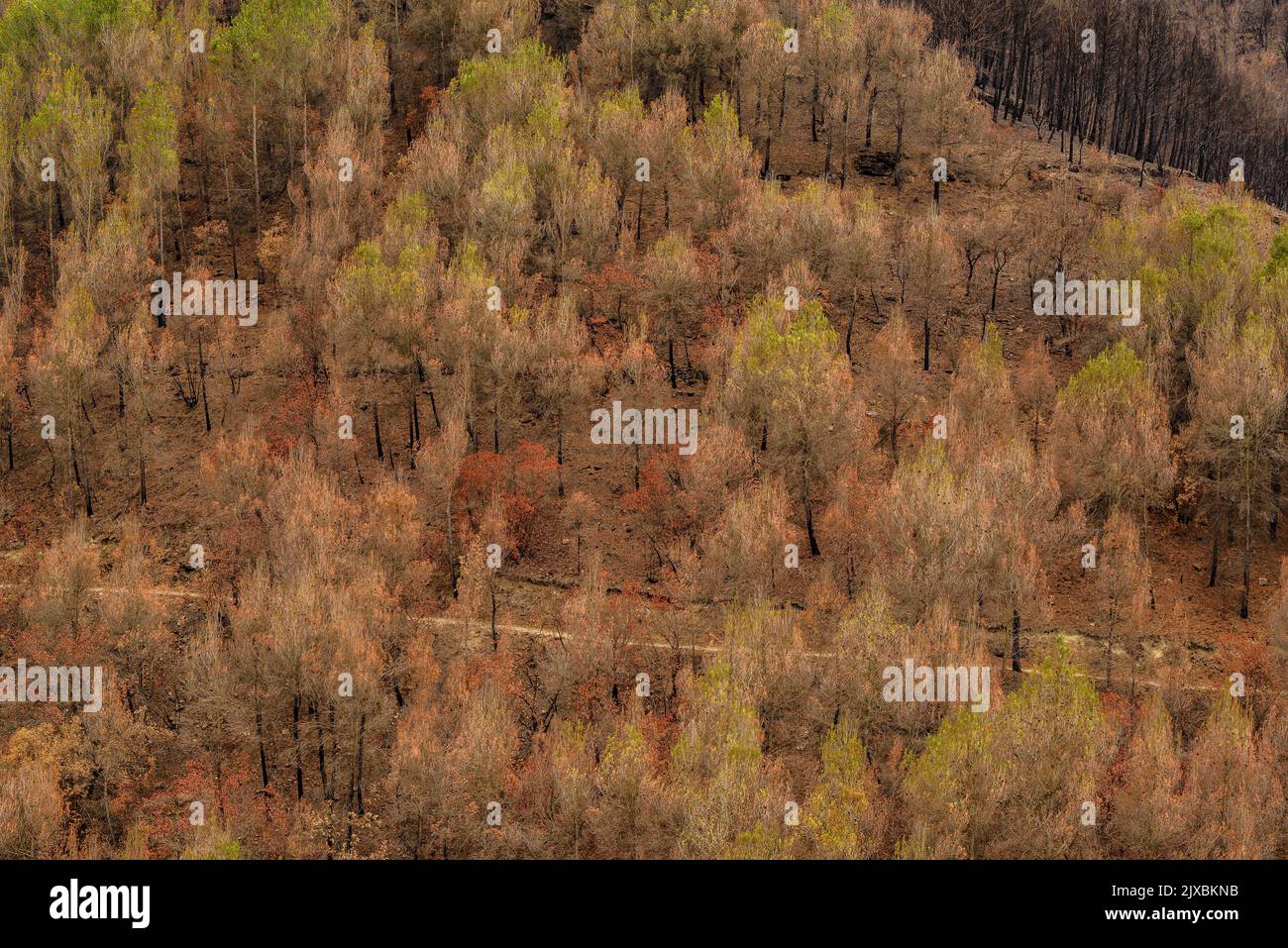 Tubs (Zinken auf katalanisch) und das Flequer-Tal nach dem Brand der Pont de Vilomara von 2022 im Naturpark Sant Llorenç del Munt i l'Obac Katalonien Spanien Stockfoto