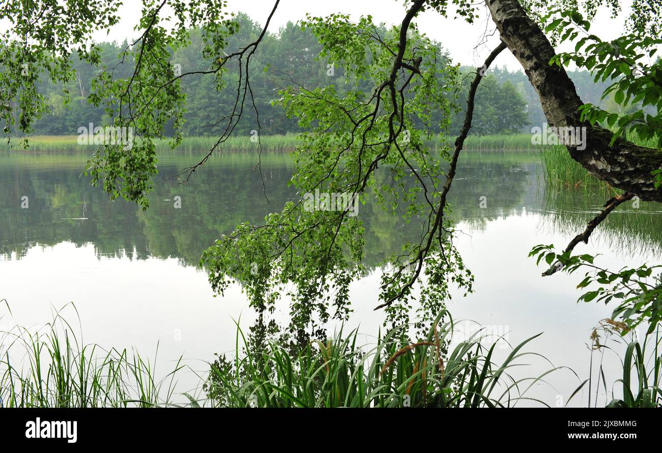 Birke in der Nähe des Sees Stockfoto