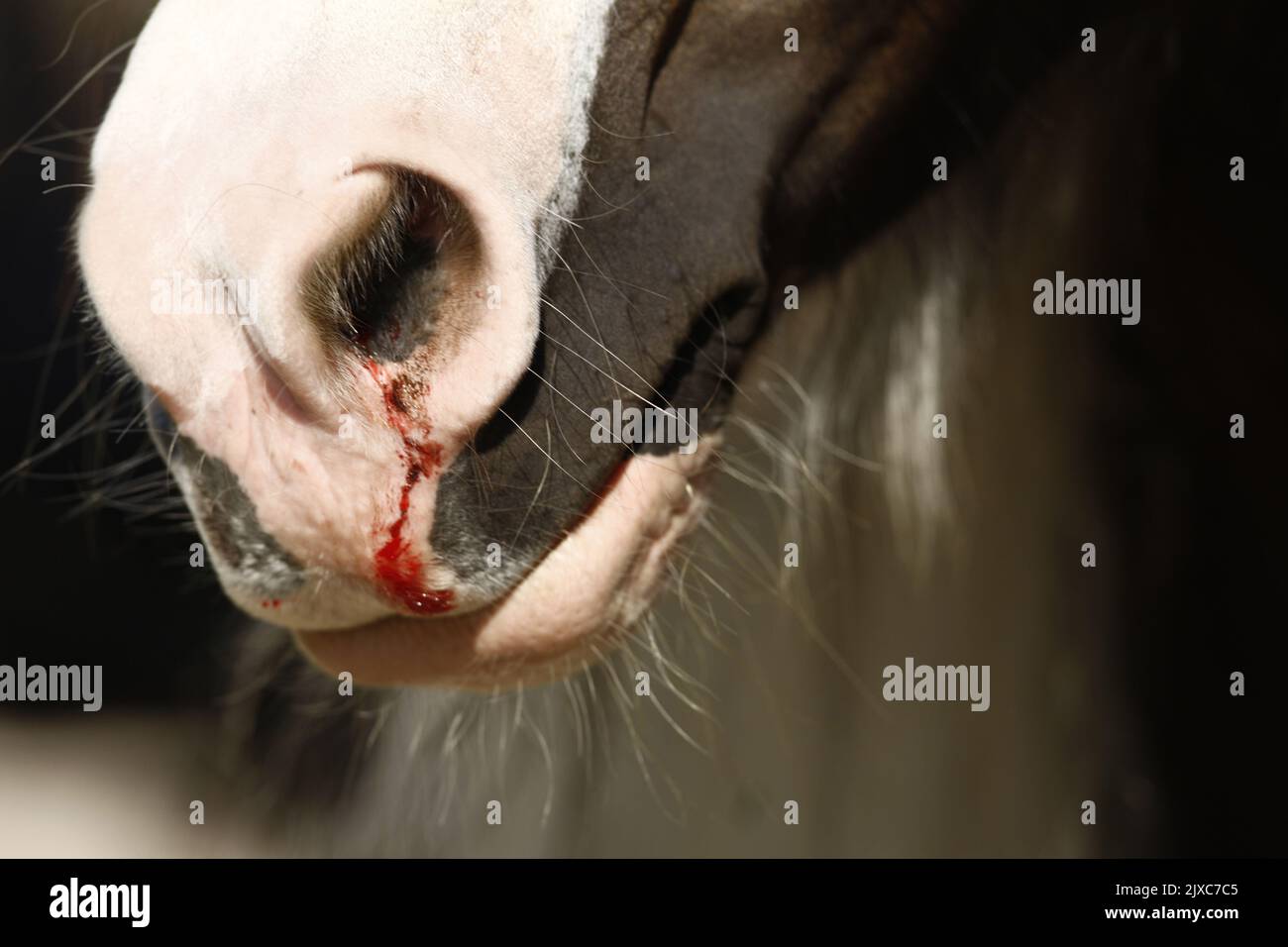 Ein Pferd mit Nasenbluten Stockfoto