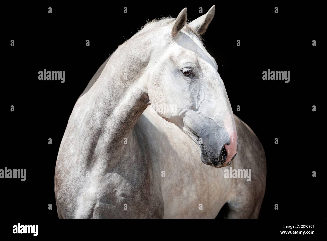 Kladruber Horse. Porträt eines grauen Hengstes. Deutschland Stockfoto