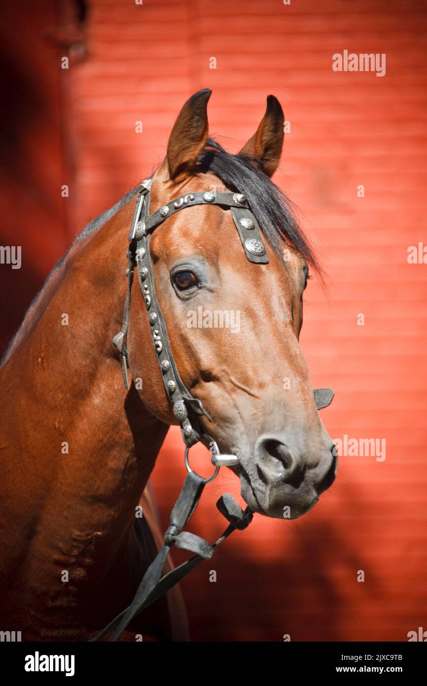 Kabarda Horse. Porträt eines Lorbeerhengstes mit Tack, gesehen vor rotem Hintergrund Deutschland Stockfoto