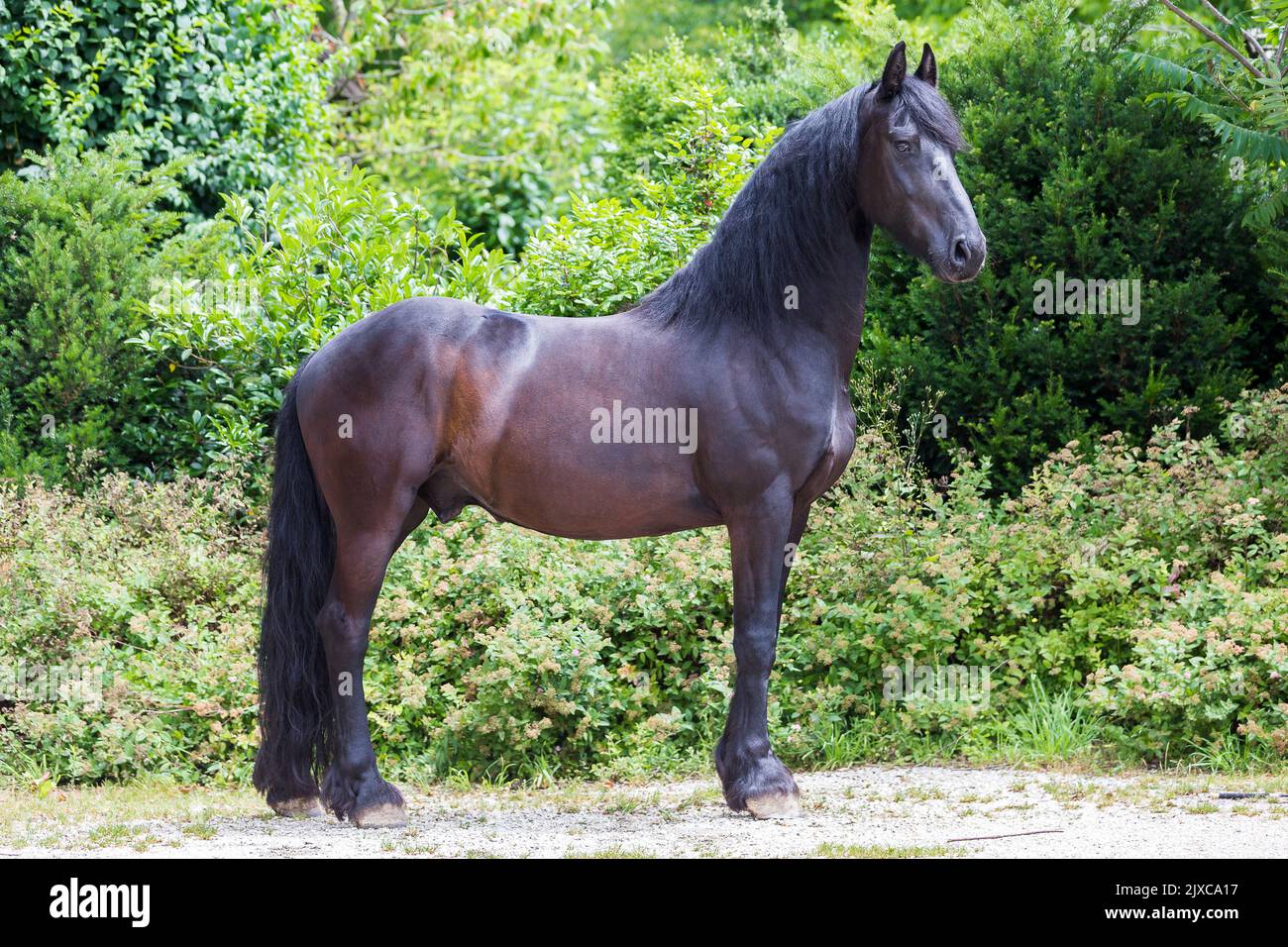 Friesisches Pferd. Schwarzer Wallach stehend, seitlich gesehen. Deutschland Stockfoto