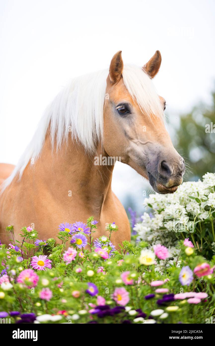 Haflinger Pferd. Portrait von Kastanienwallach mit Blumen. Schweiz Stockfoto