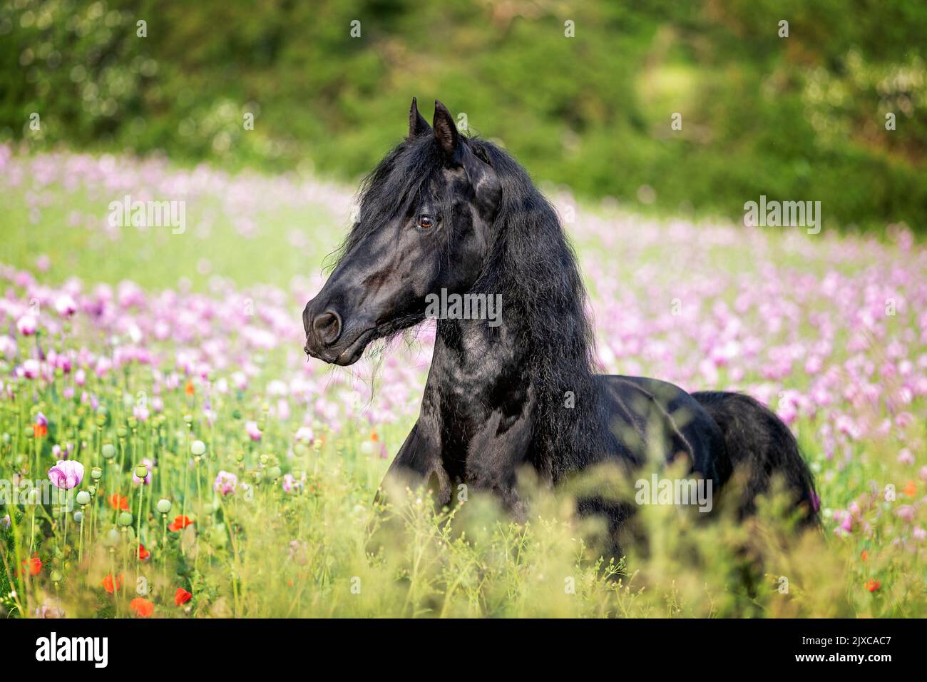 Friesisches Pferd. Schwarzer Hengst, der in blühenden Mohnblumen steht. Deutschland Stockfoto