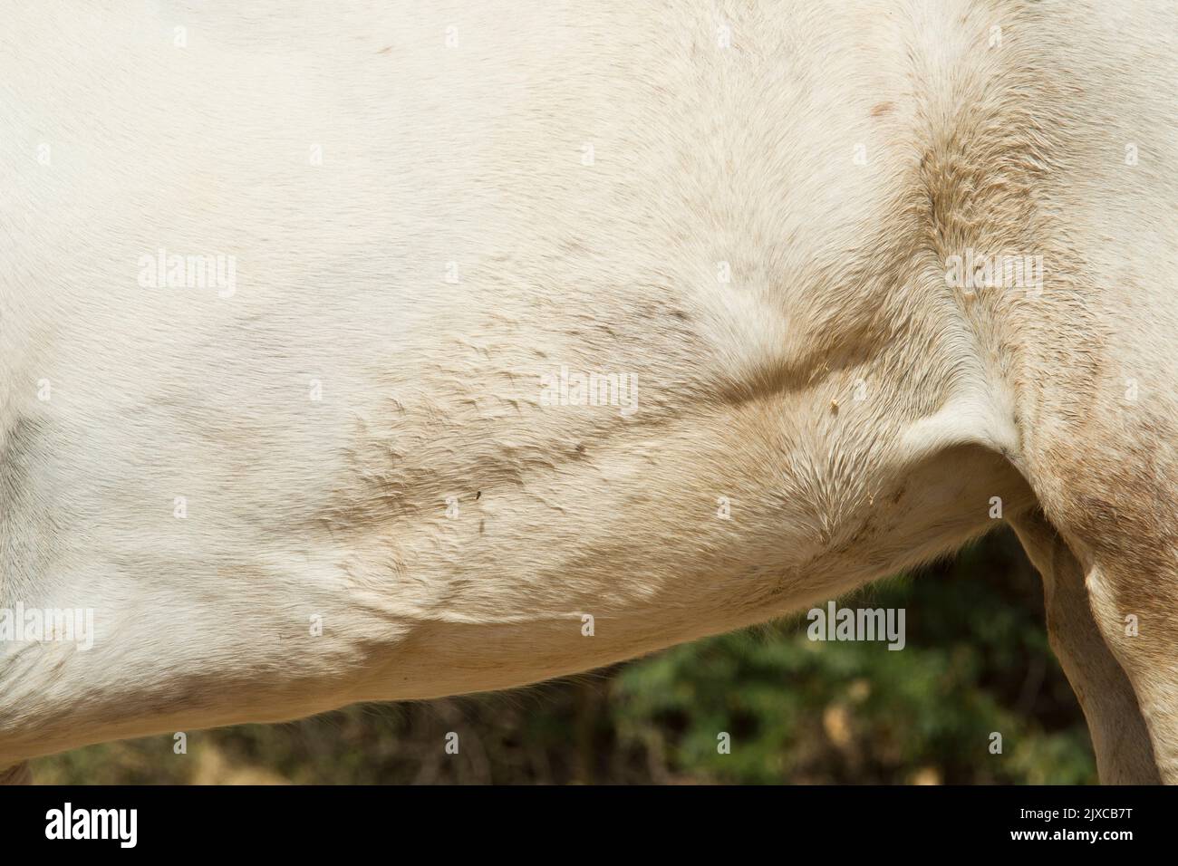 Inländisches Pferd, das unter gebrochenem Wind leidet, weht Stockfoto
