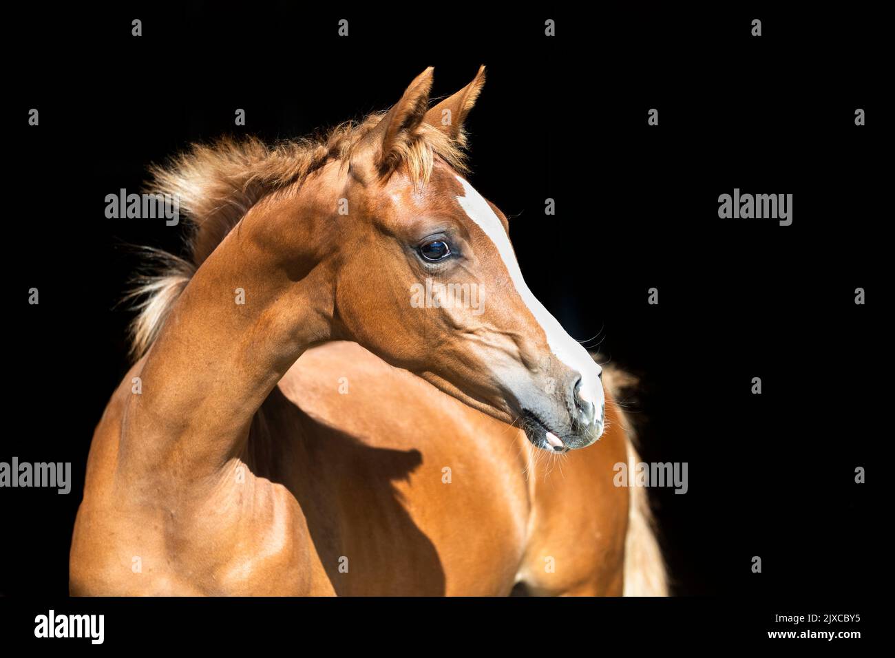 Arabisches Pferd. Portrait eines Kastanienfohlens, vor schwarzem Hintergrund. Österreich Stockfoto