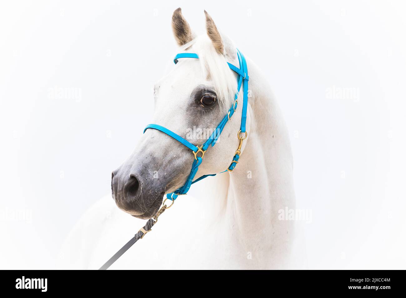 Arabisches Pferd. Porträt eines grauen Wallachs mit Halfter, vor weißem Hintergrund. Deutschland Stockfoto
