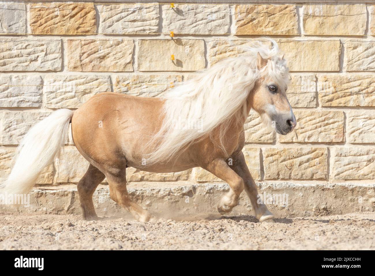 American Miniature Horse. Palomino-Hengst galoppiert auf Sand mit Mauer im Hintergrund. Deutschland Stockfoto