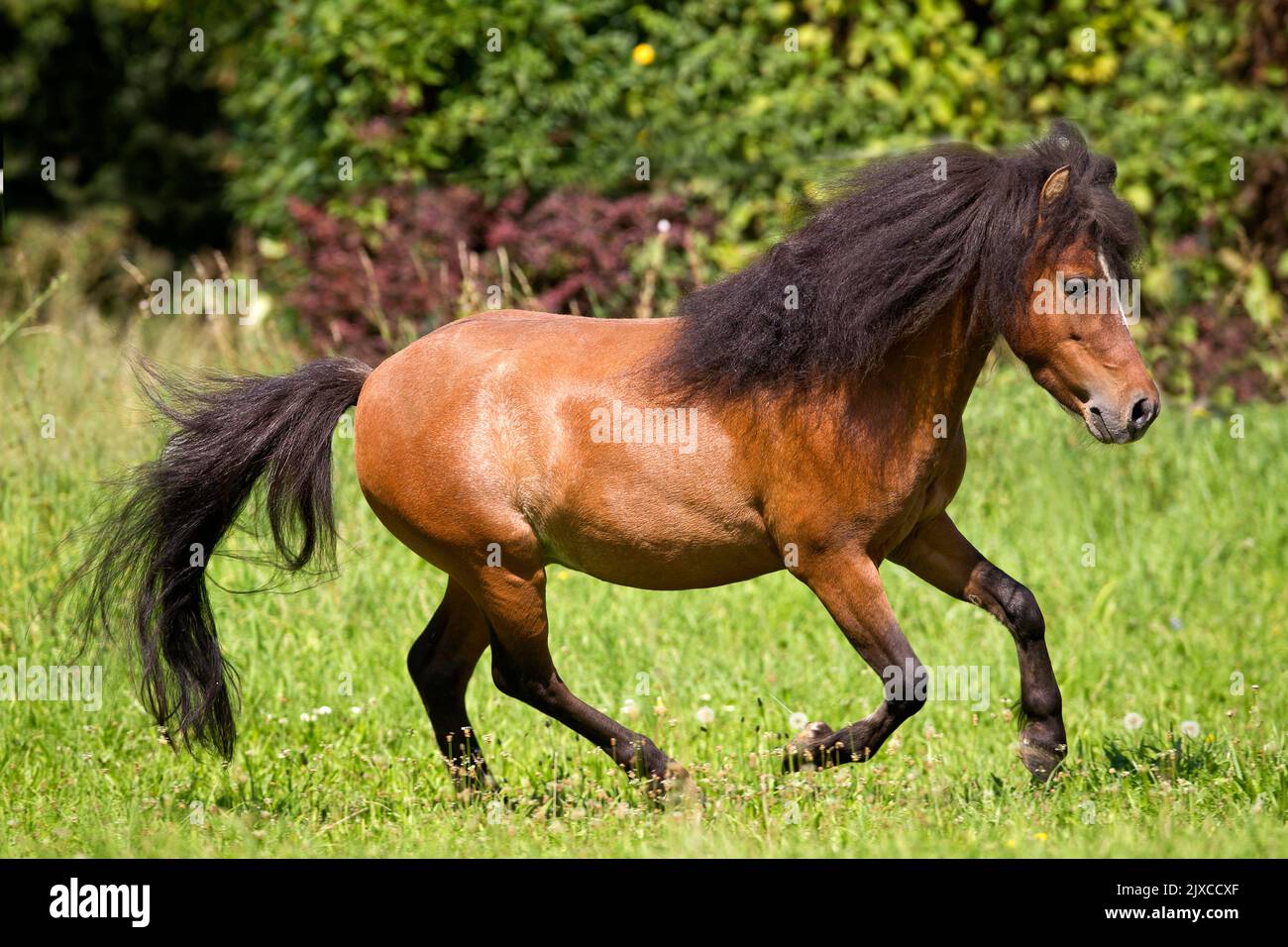 American Miniature Horse. Bay Hengst galoppiert auf einer Weide. Deutschland Stockfoto
