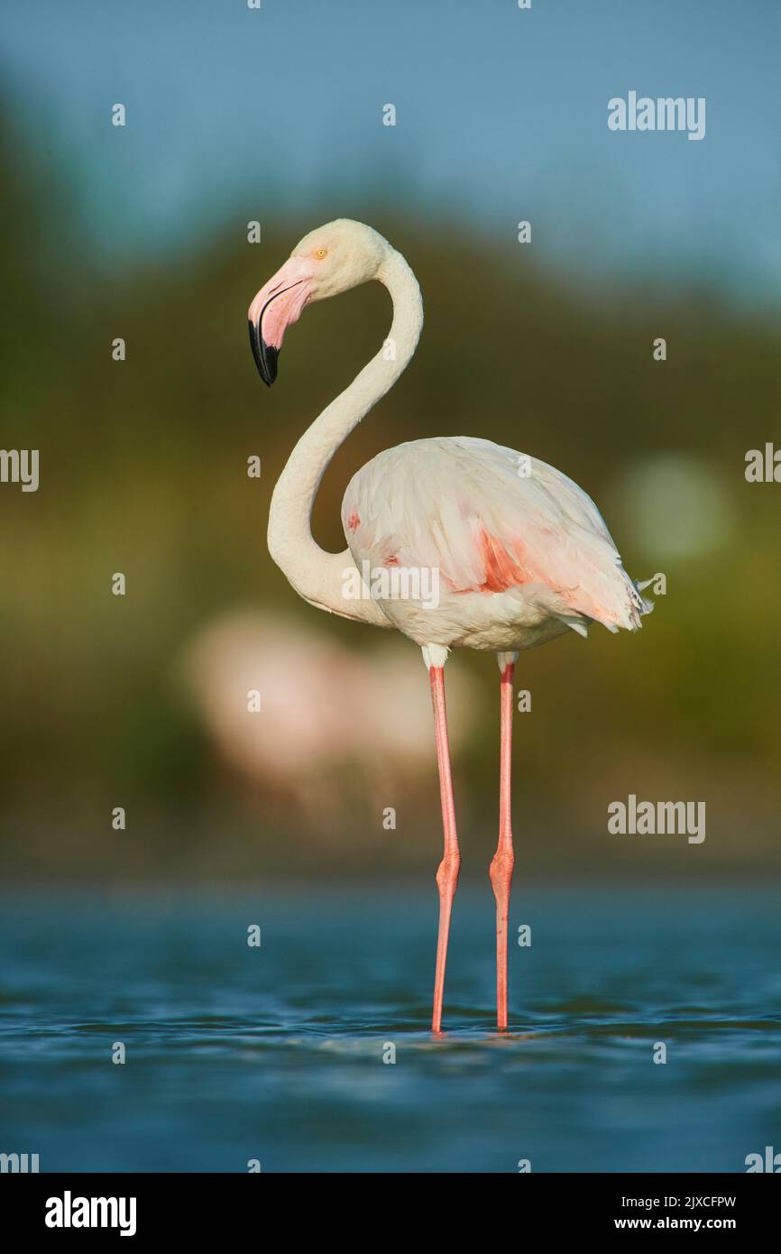 Flamingo (Phoenicopterus ruber). Alleinerziehend im flachen Wasser stehend. Camargue, Frankreich Stockfoto