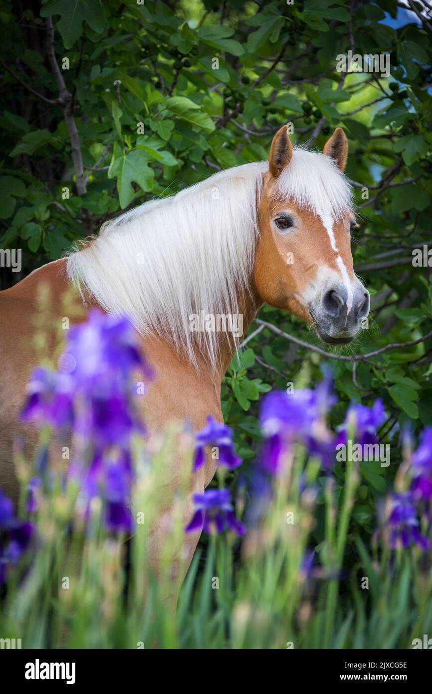 Haflinger Pferd. Porträt einer Kastanienstute mit blühender blauer Iris im Vordergrund. Südtirol, Italien Stockfoto
