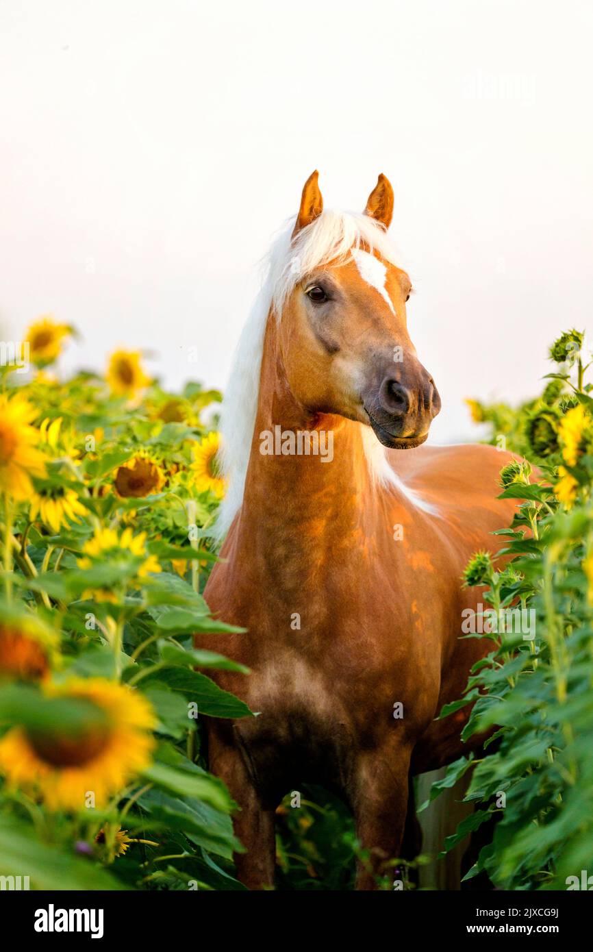 Haflinger Pferd. Kastanienwallach in einem blühenden Sonnenblumenfeld stehend. Deutschland Stockfoto