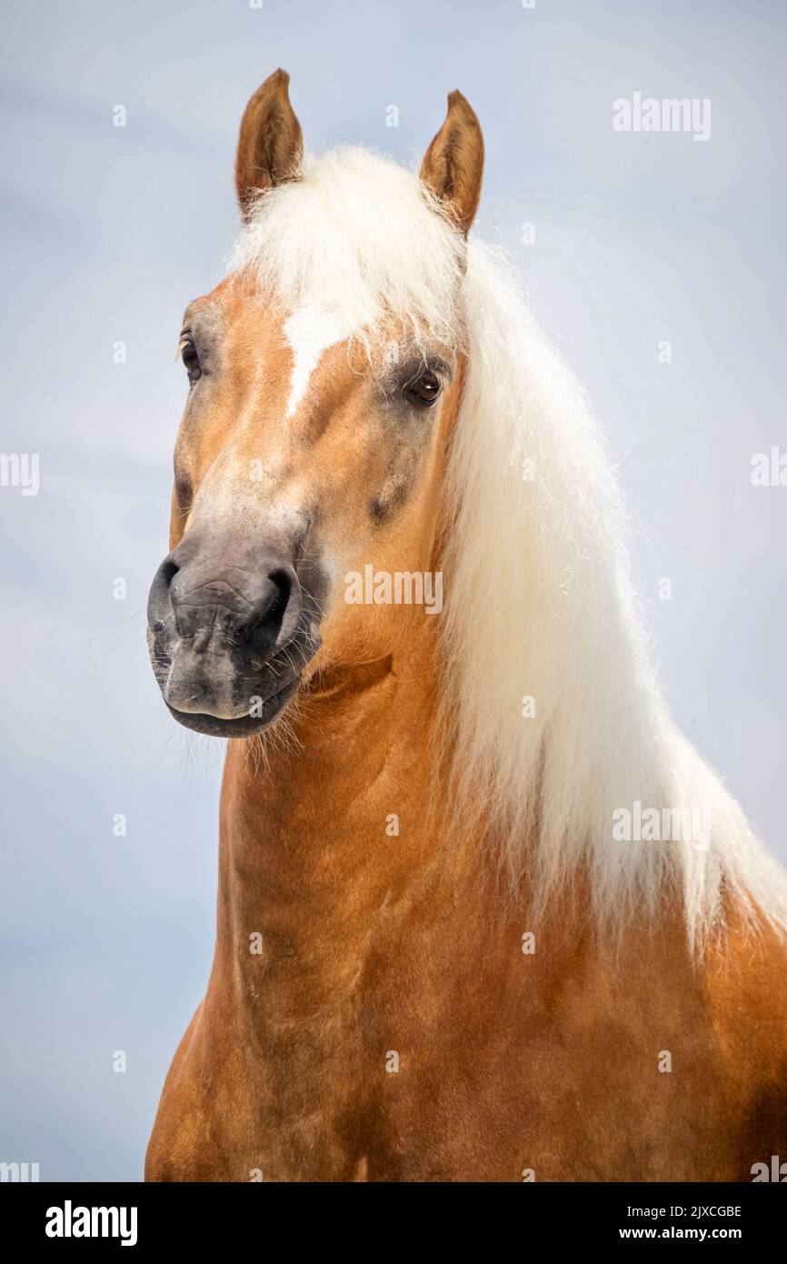 Haflinger Pferd. Porträt der Fuchswallach. Deutschland Stockfoto