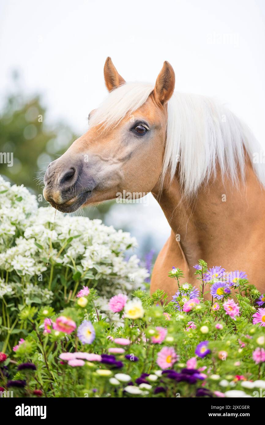 Haflinger Pferd. Portrait von Kastanienwallach mit Blumen. Schweiz Stockfoto