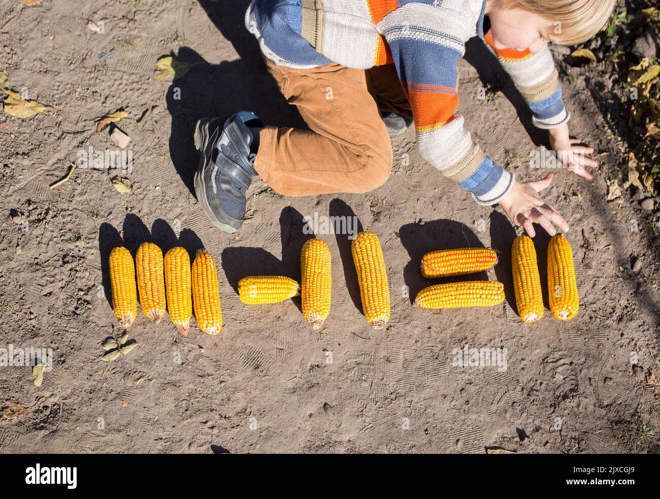 Boy spielt mit trockenem Herbstmais, lernt zu zählen. Interessante Mathematik, Lernen durch Spielen, Zeitvertreib mit Vorteilen für die Entwicklung Stockfoto