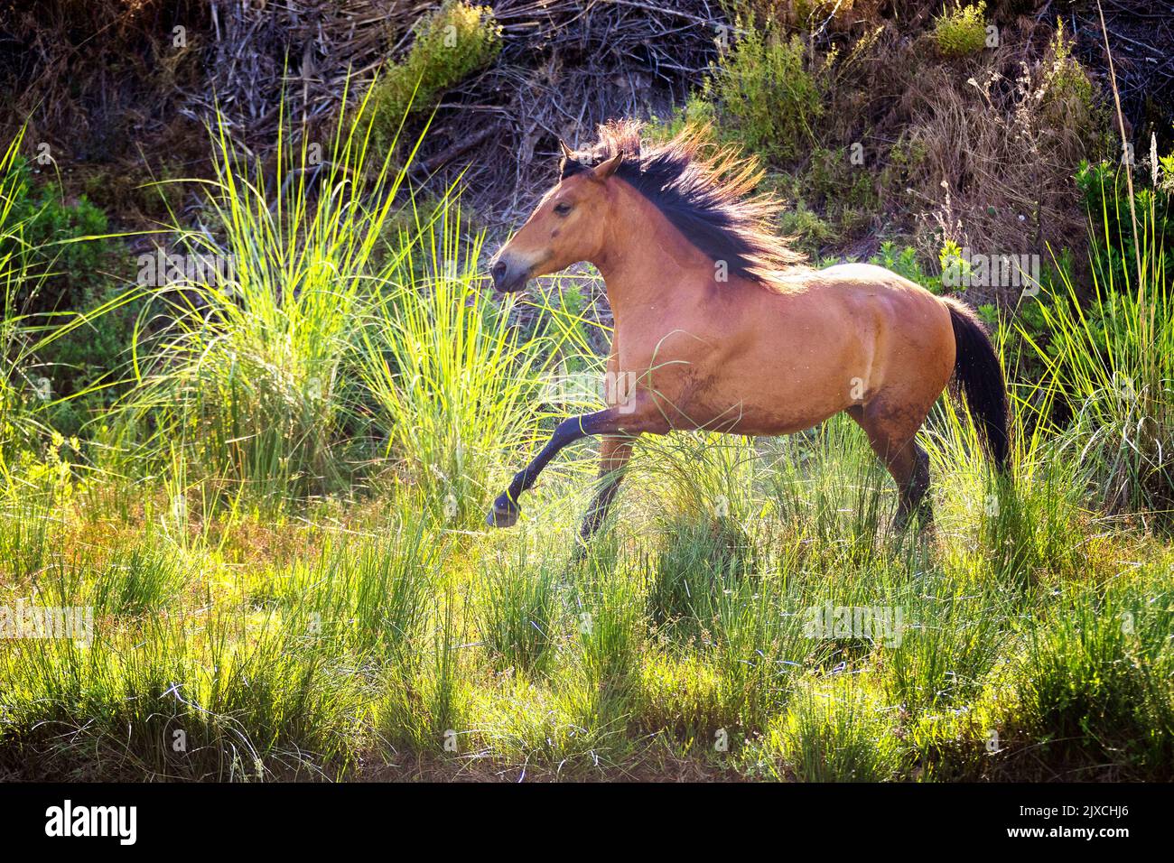 Rahvan Horse. Junge Lorbeerstute galoppiert in einem Sumpf. Türkei Stockfoto