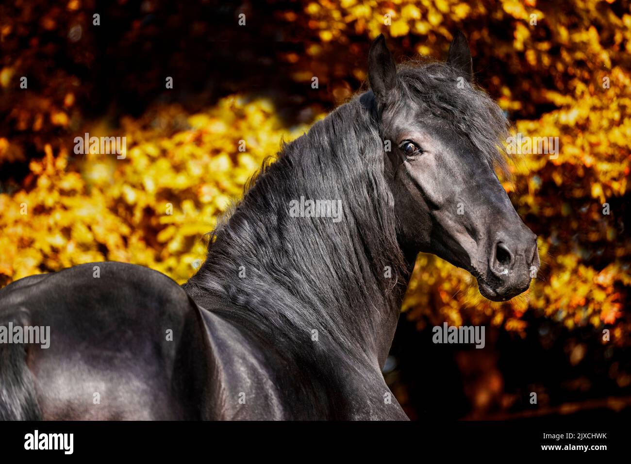 Murghese, Murge Horse. Portrait des schwarzen Hengstes im Herbst. Deutschland. Stockfoto