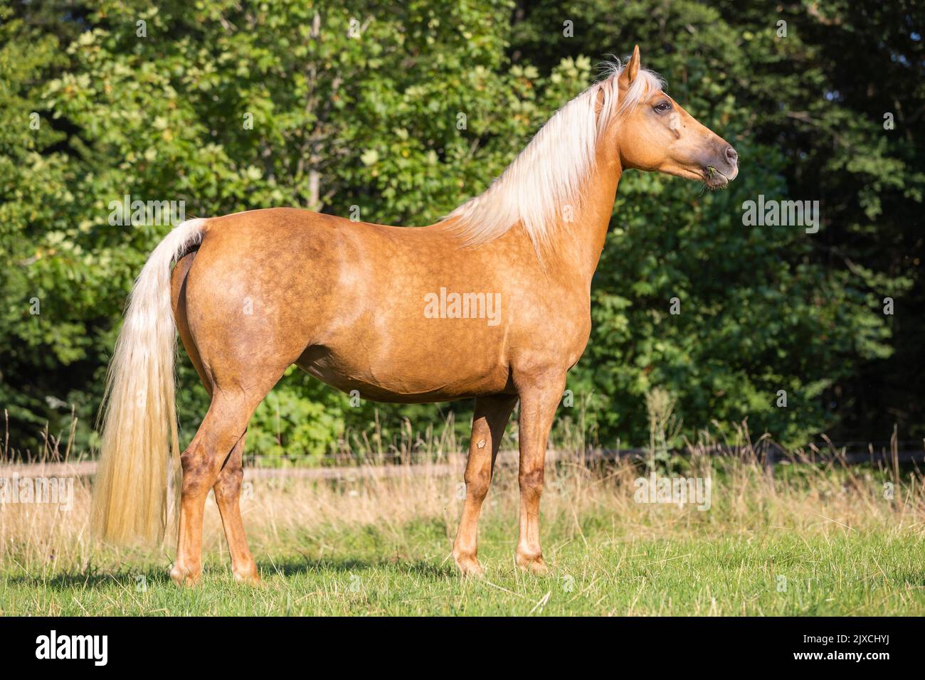 Morgan Horse. Palomino Stute stehend, Seite an Seite gesehen. Deutschland. Stockfoto