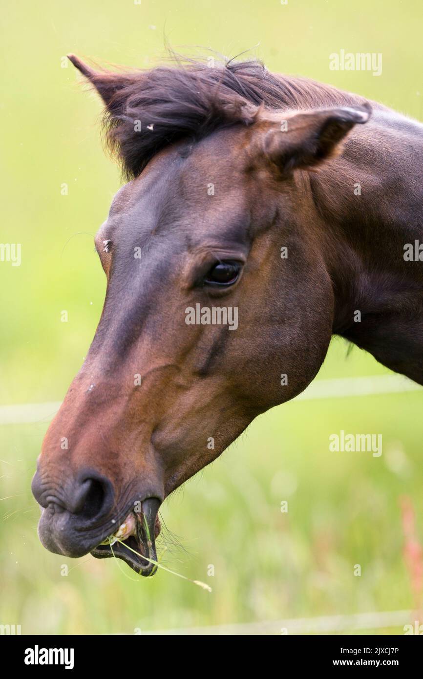 Morgan Horse. Hier zeigt die Lorbeerstute Grace, dass Pferde ihre Ohren getrennt bewegen können. Deutschland Stockfoto
