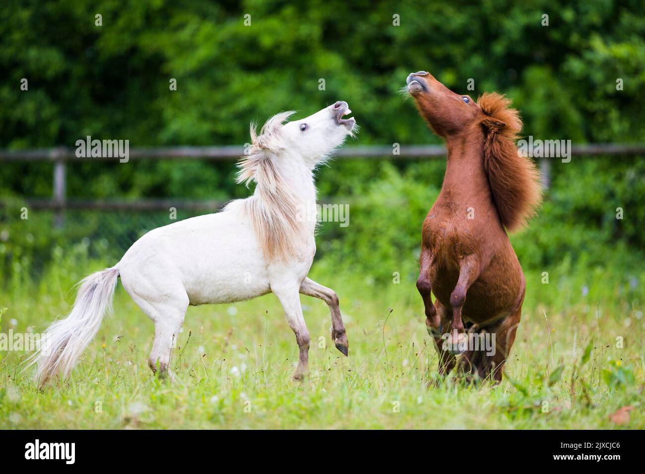 Amerikanische Minipferd und Mini-Shetland-Pony. Zwei jungen Hengst spielen kämpfen auf einer Weide. Schweiz Stockfoto
