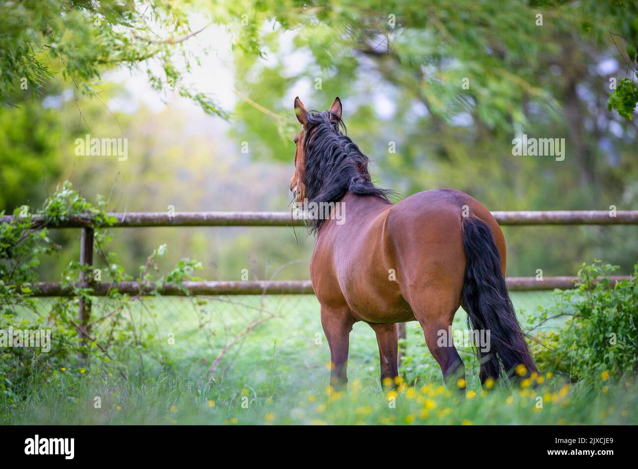 Lusitano. Der Bay Hengst steht auf der Weide und sucht nach Gefährten. Schweiz Stockfoto