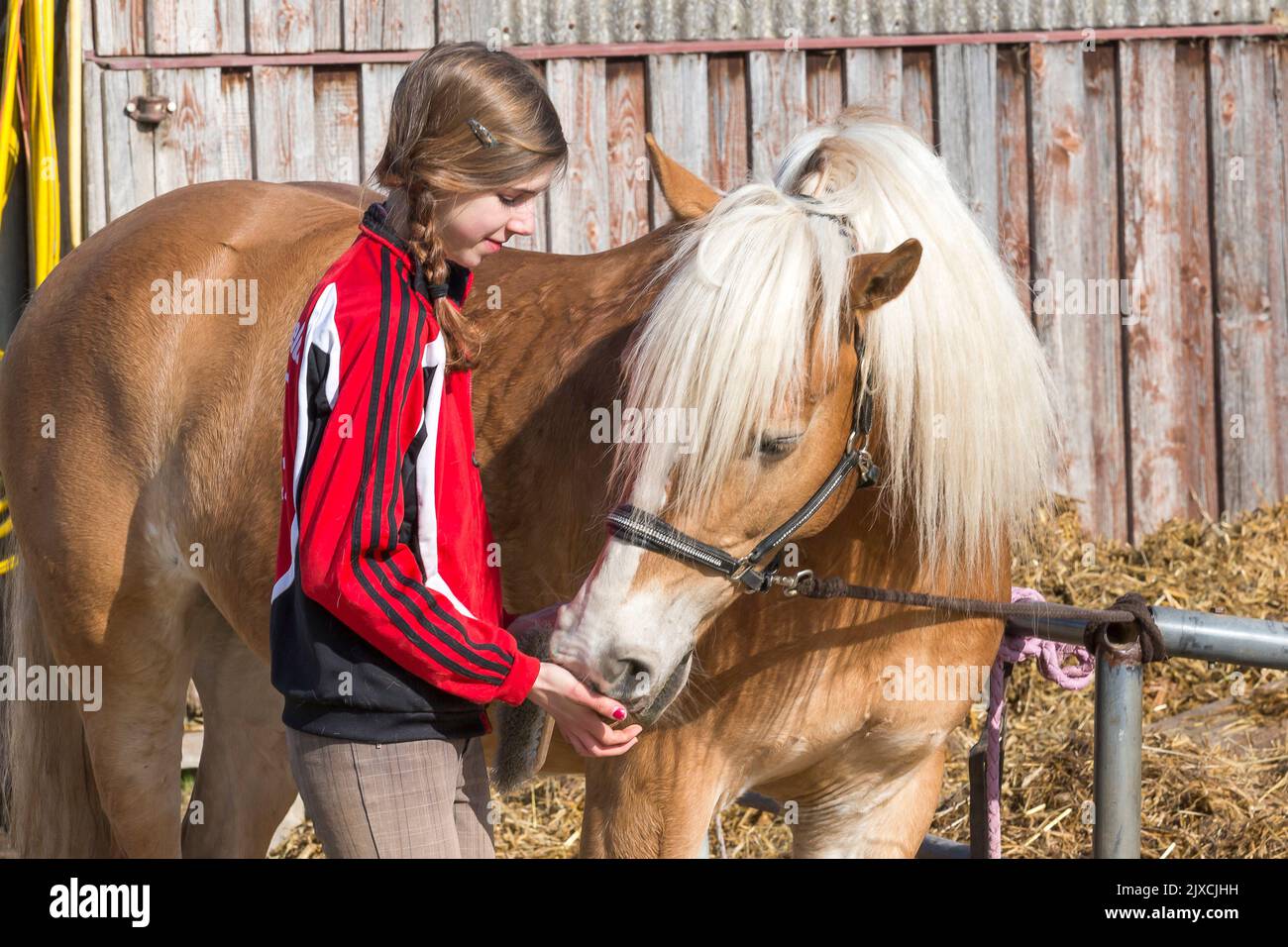 Haflinger Pferd. Ein Mädchen füttert ein Pferd mit Leckereien, Deutschland Stockfoto