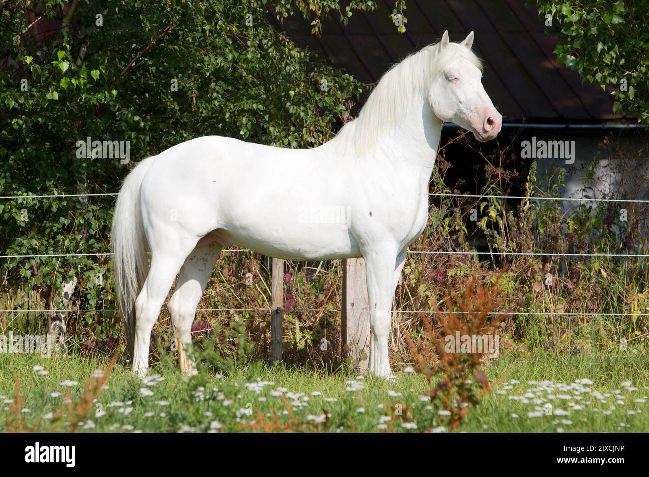 Knabstraup Horse. Dominanter, weißer Hengst stehend, seitlich gesehen. Dänemark Stockfoto