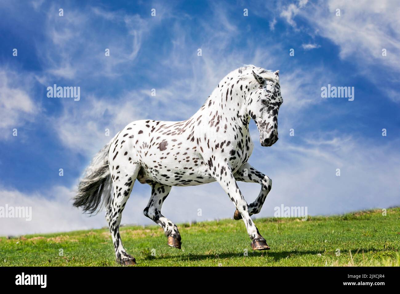Knabstrup Pferd. Erwachsenen Hengst Galopp auf einer Weide. Österreich Stockfoto