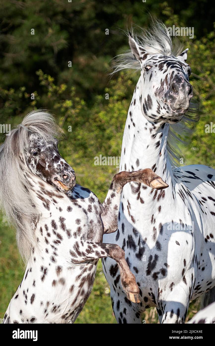 Knabstraup Horse und Falabella Pony. Zwei Hengste kämpfen. Österreich Stockfoto