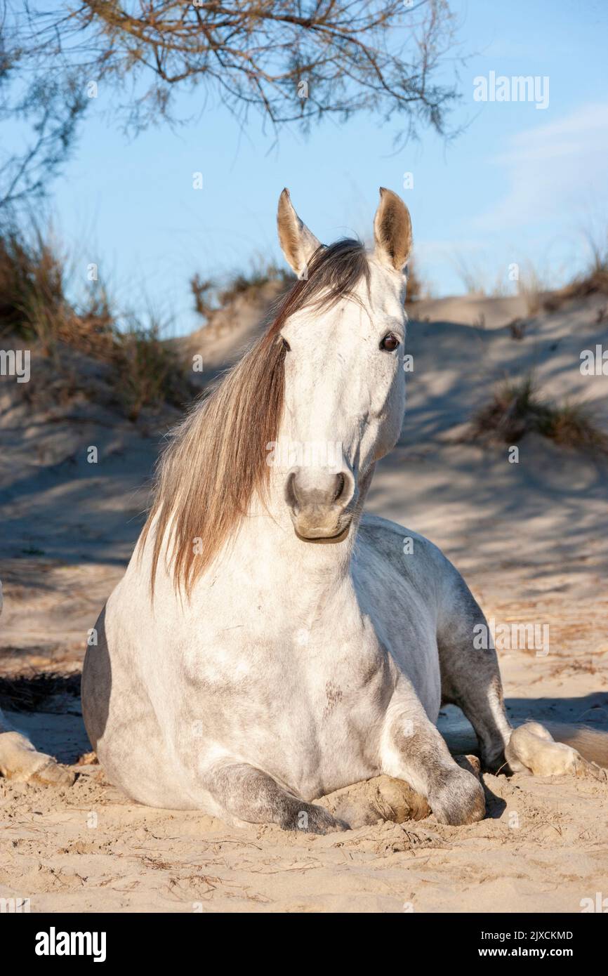 Iberisches Pferd. Graue Stute in Ruhephase. Camargue, Frankreich Stockfoto