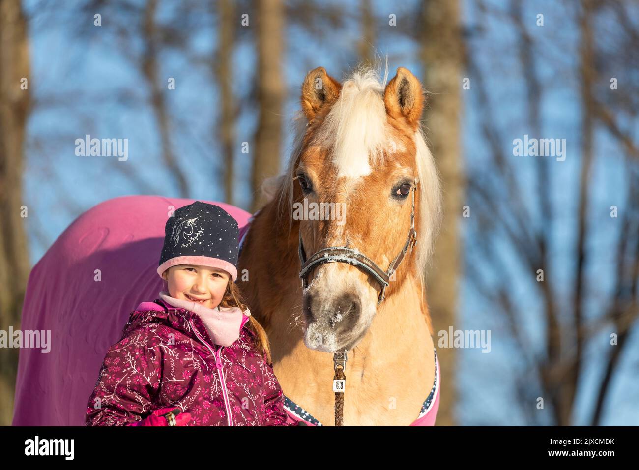 Haflinger Pferd. Kleines Mädchen führt Wallach im Winter. Deutschland Stockfoto