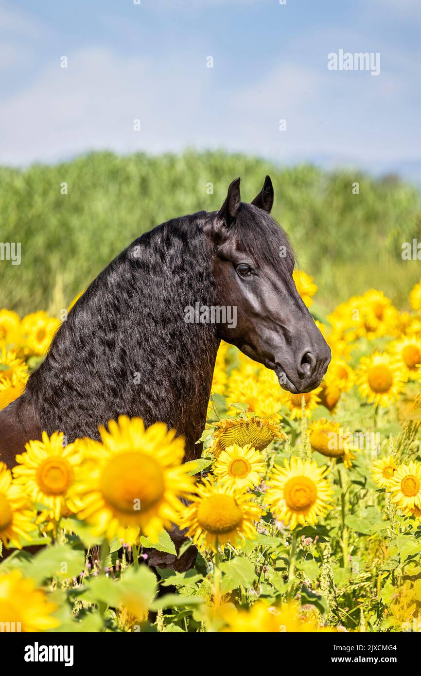 Friesisches Pferd. Hengst unter Sonnenblumen, Österreich Stockfoto