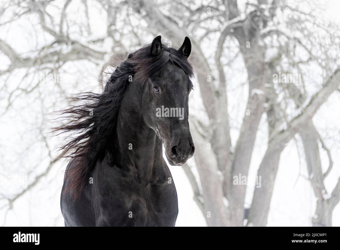 Friesisches Pferd. Portrait eines Hengstes auf einer verschneiten Weide, Österreich Stockfoto