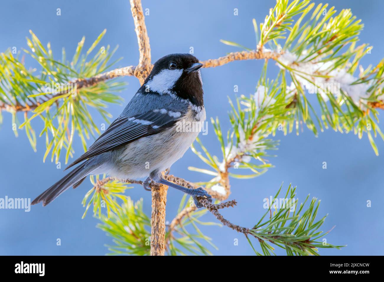 Kohleibe (Periparus ater, Parus ater) auf einem verschneiten Kiefernzweig. Österreich Stockfoto