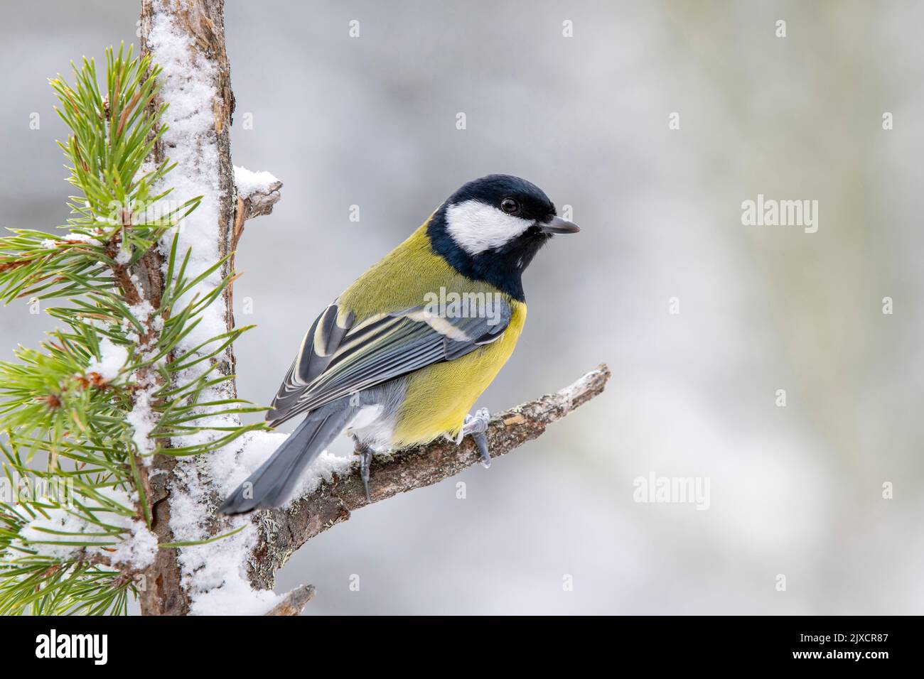 Große Tit (Parus Major) thront auf einem abgebrochenen Zweig. Österreich Stockfoto