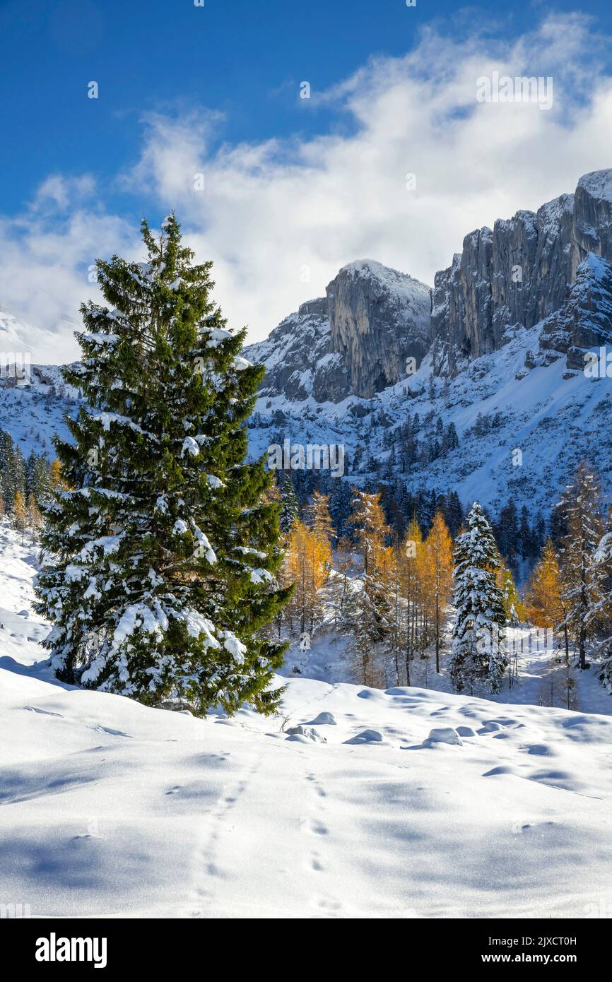 Berglandschaft im Spätherbst mit Schnee, Fichten und Lärchen vorne, mit den Brandenberger Alpen im Hintergrund, Tirol, Österreich Stockfoto
