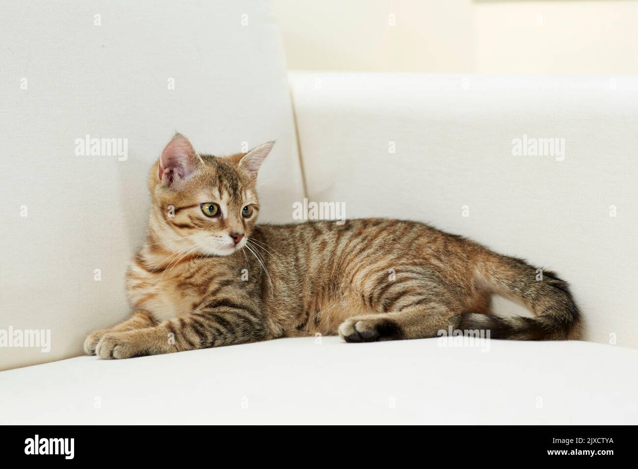 Hauskatze. Tabby Kätzchen, die auf einer Couch ruhen. Deutschland Stockfoto