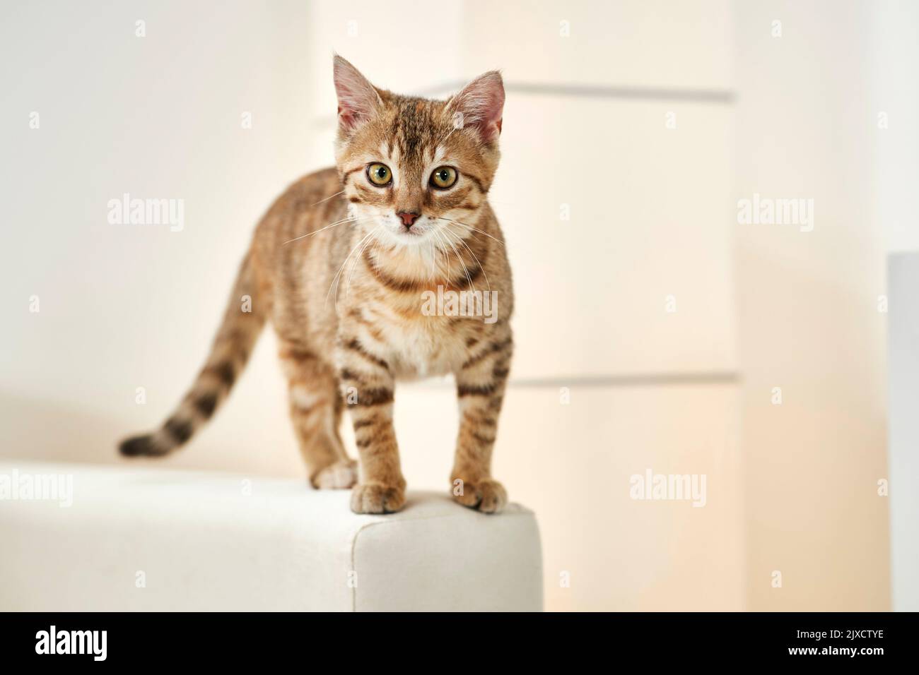 Hauskatze. Tabby Kätzchen stehen auf einer Couch. Deutschland Stockfoto