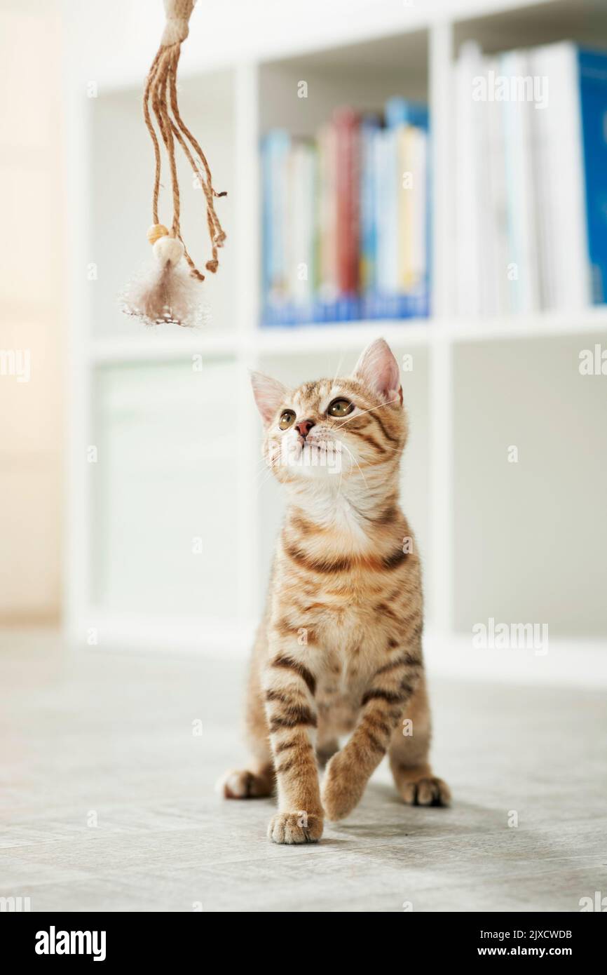 Hauskatze. Ein tabby Kätzchen spielt mit einem Spielzeug. Deutschland Stockfoto