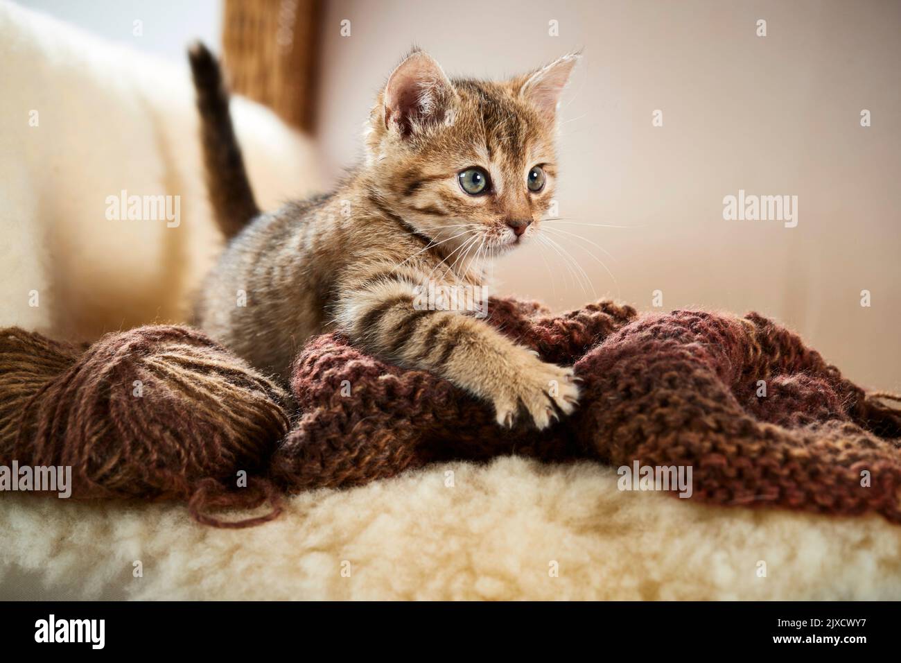 Hauskatze. Ein tabby Kätzchen auf einem Korbsessel mit Strickutensilien. Deutschland Stockfoto