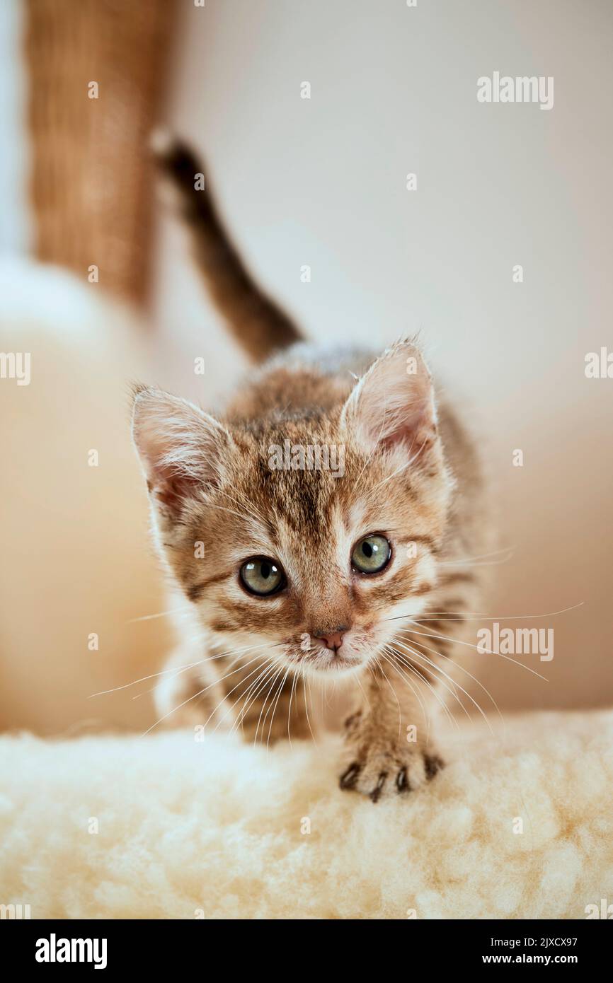 Hauskatze. Hauskatze. Ein tabby Kätzchen auf einem Korbsessel mit Lammleder. Deutschland Stockfoto